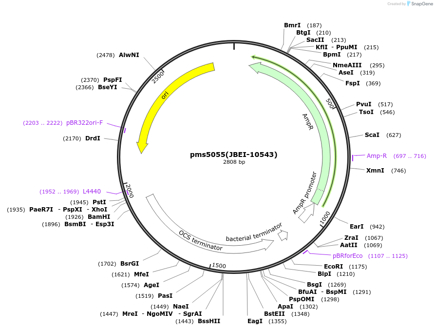 87962-plasmid-map-sequence-id-177615