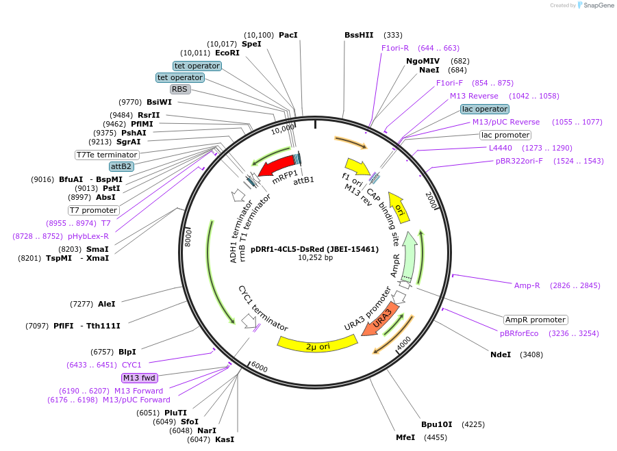 87935-plasmid-map-sequence-id-177622