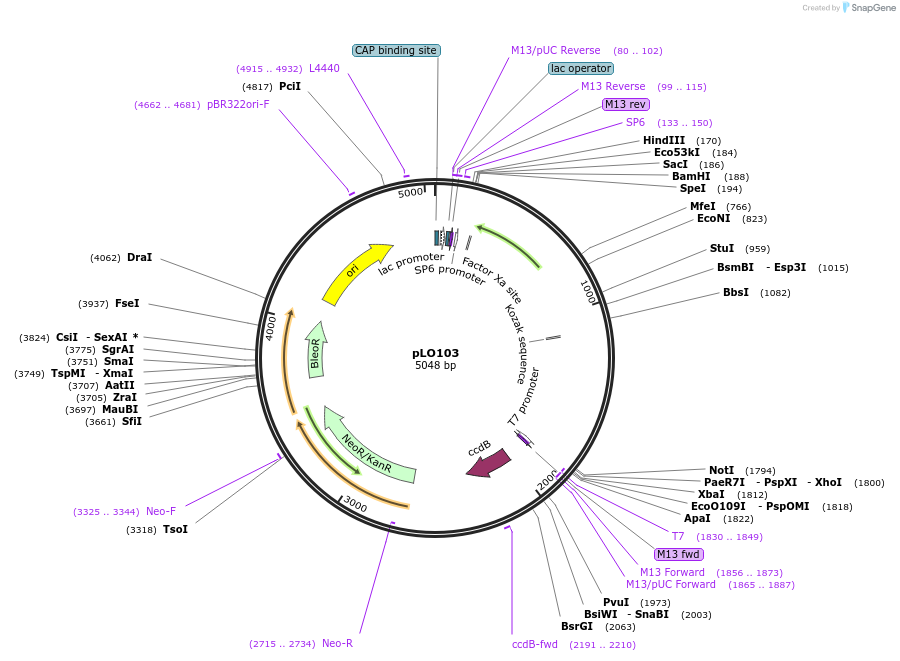 90223-plasmid-map-sequence-id-177628