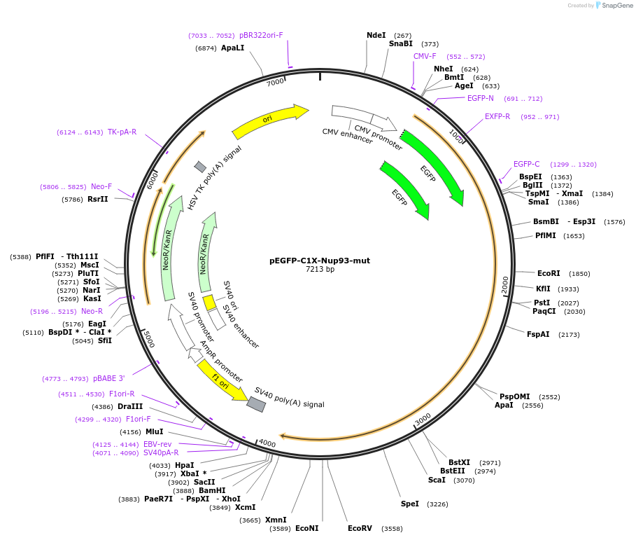 87335-plasmid-map-sequence-id-177630