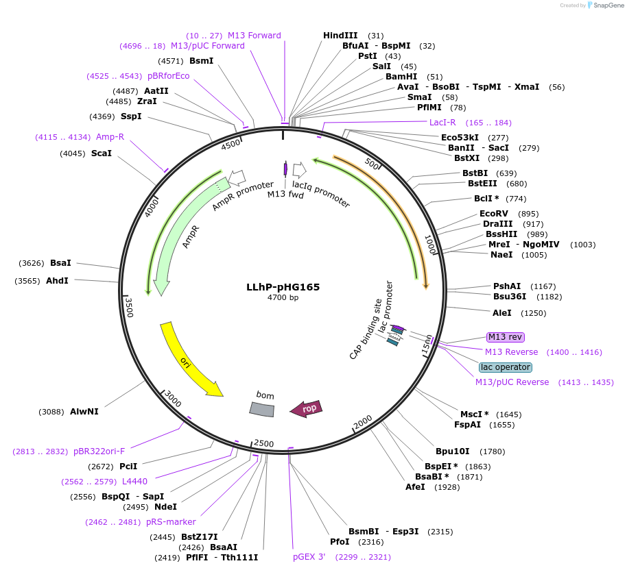 90038-plasmid-map-sequence-id-177657