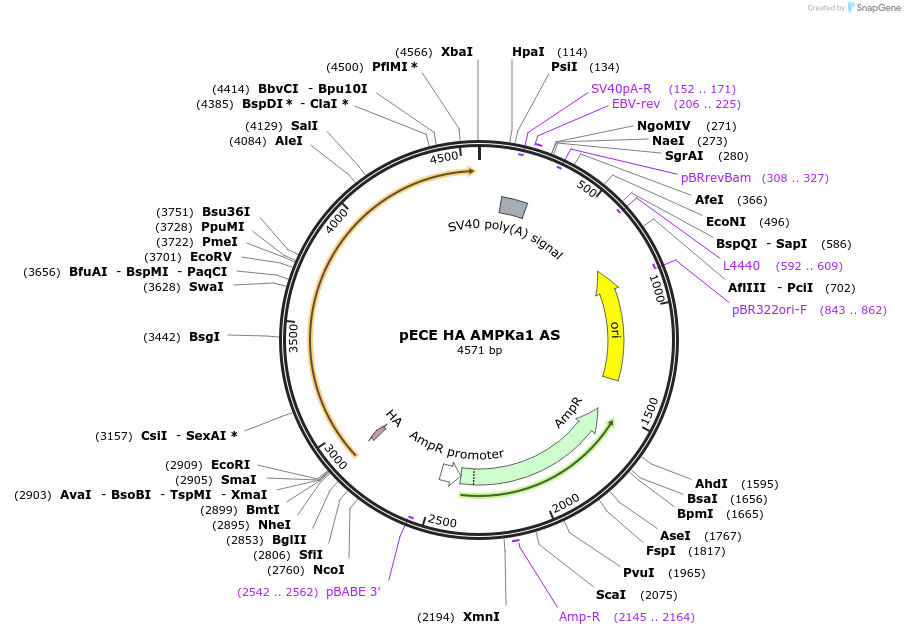 69831-plasmid-map-sequence-id-177682