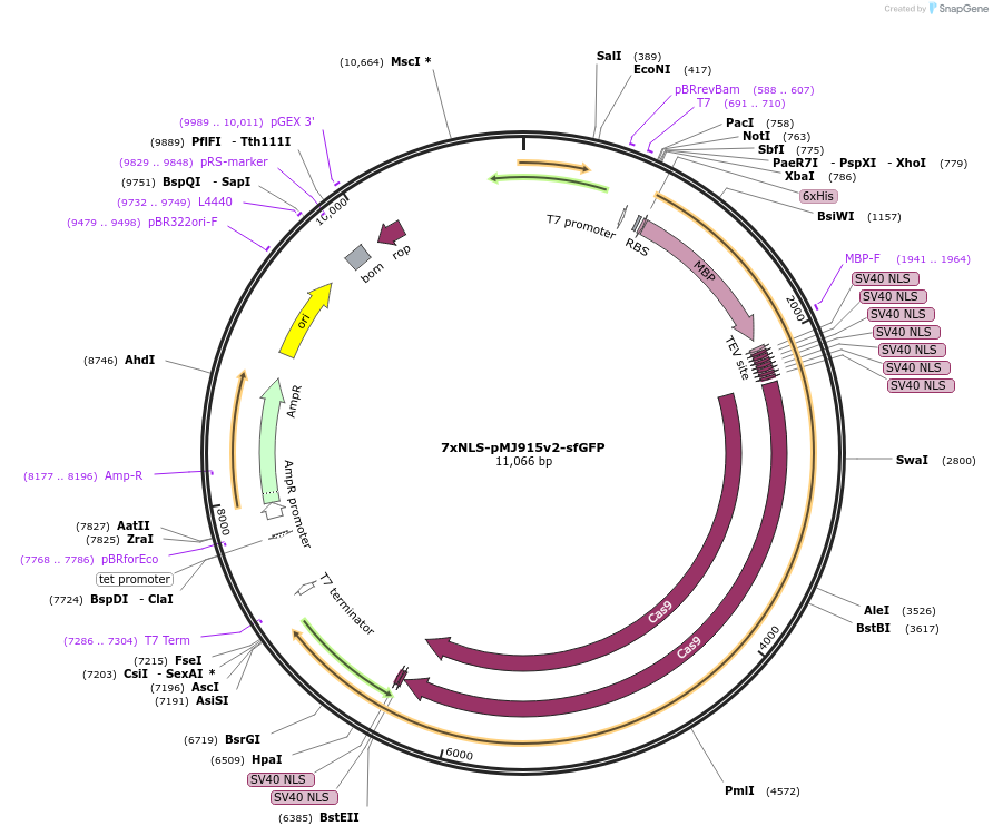 88922-plasmid-map-sequence-id-177717