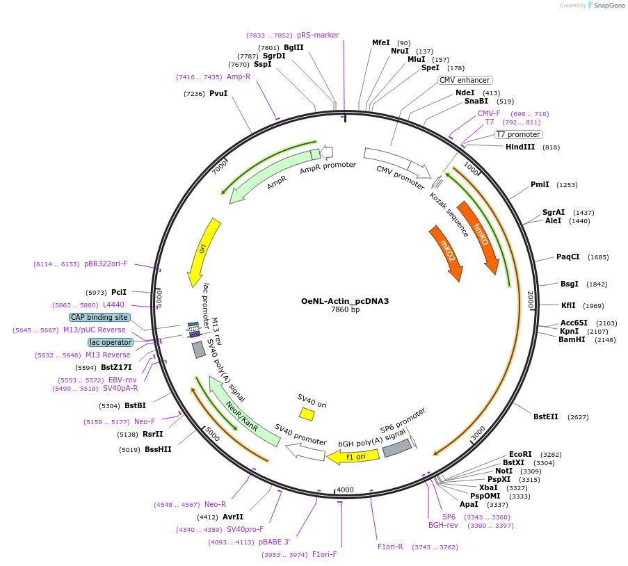 89524-plasmid-map-sequence-id-177725