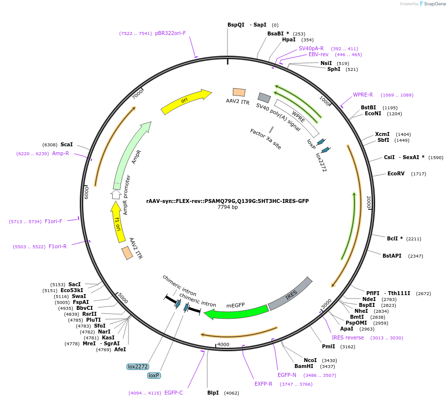 32475-plasmid-map-sequence-id-177732
