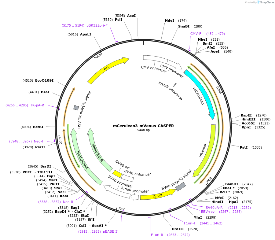 58162-plasmid-map-sequence-id-177763