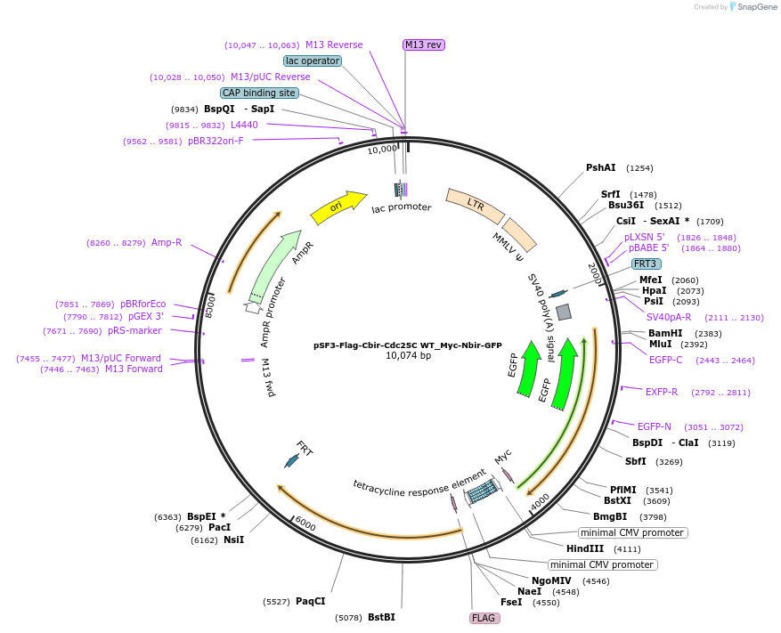 90012-plasmid-map-sequence-id-177768
