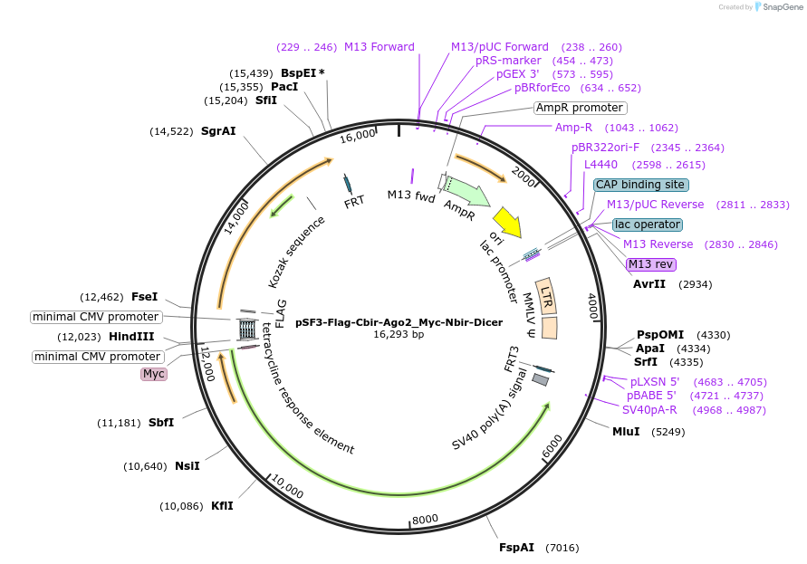 90013-plasmid-map-sequence-id-177770