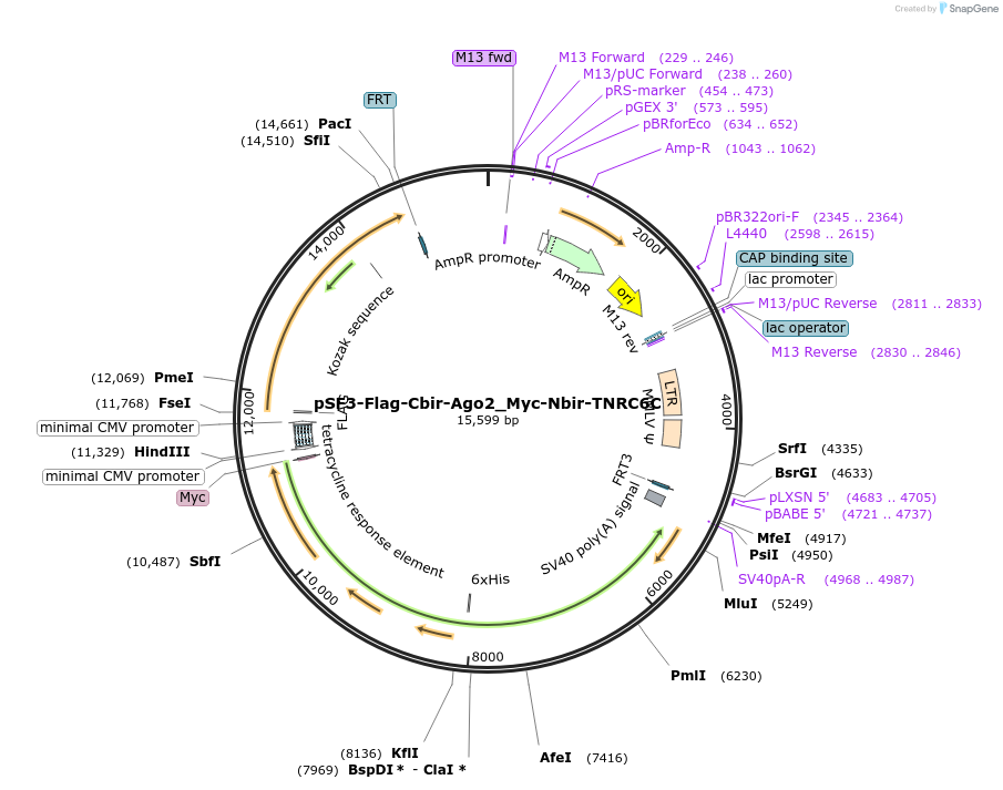 90014-plasmid-map-sequence-id-177771
