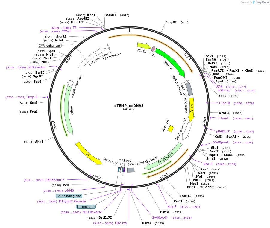 89583-plasmid-map-sequence-id-177780