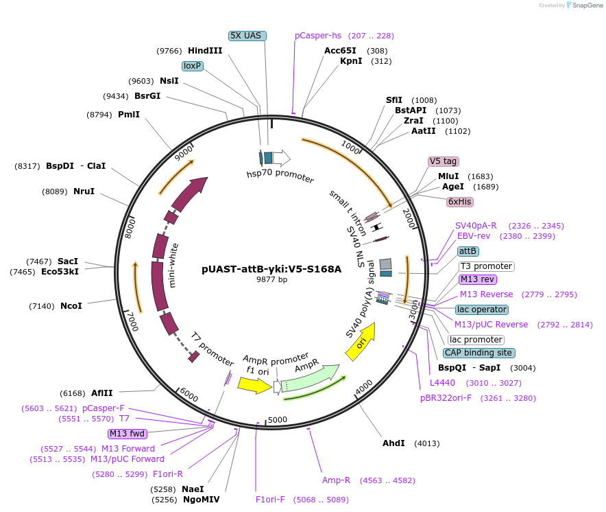 85617-plasmid-map-sequence-id-177788