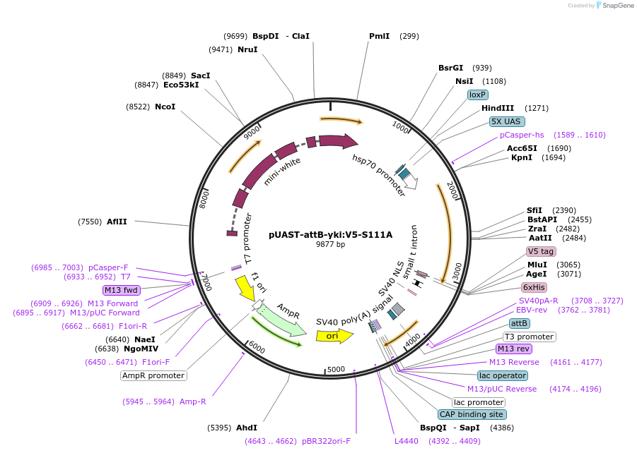 85619-plasmid-map-sequence-id-177792