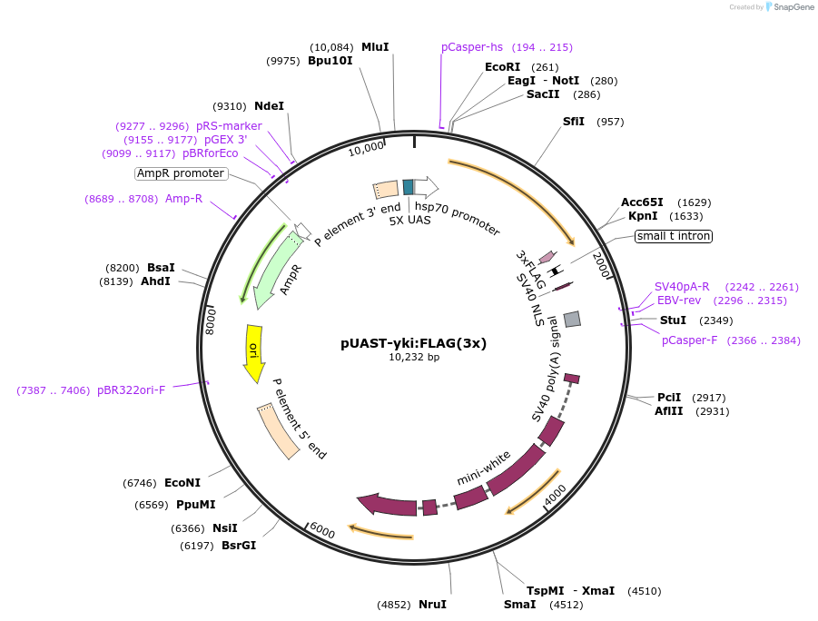 85622-plasmid-map-sequence-id-177802