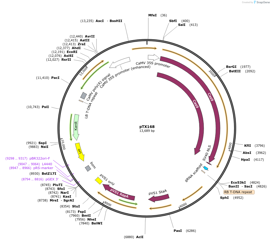 89257-plasmid-map-sequence-id-177831