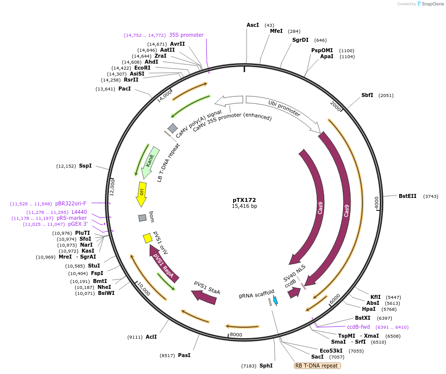 89259-plasmid-map-sequence-id-177832