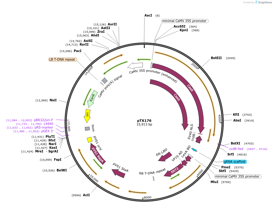 89260-plasmid-map-sequence-id-177833
