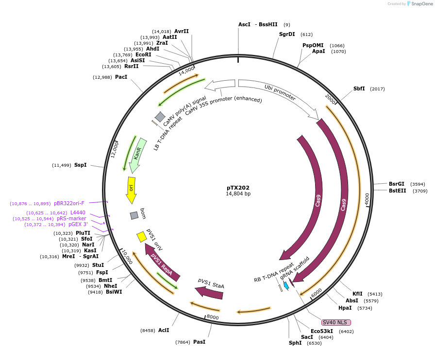 89266-plasmid-map-sequence-id-177842