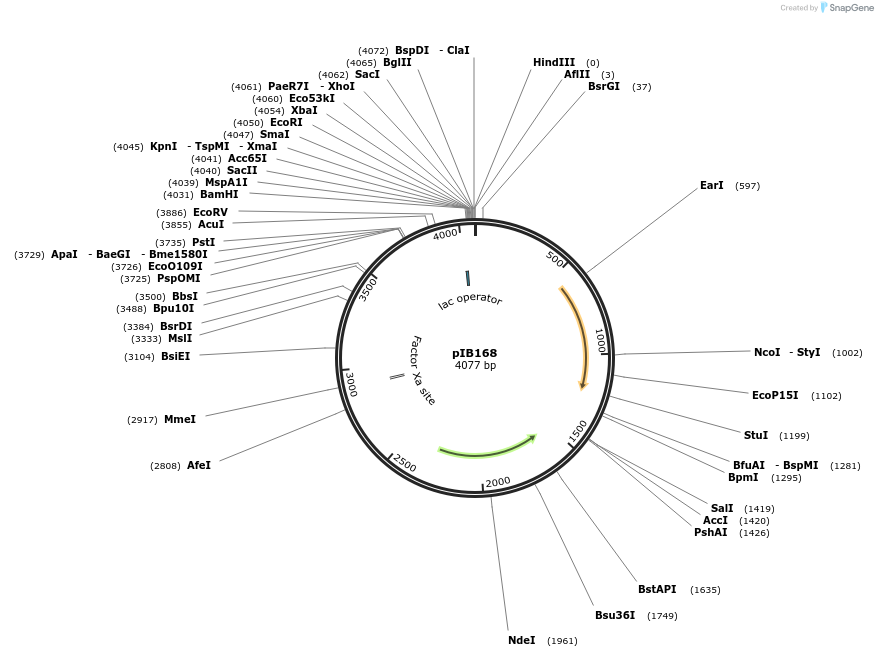90191-plasmid-map-sequence-id-177891