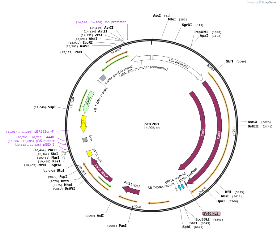 89268-plasmid-map-sequence-id-177893