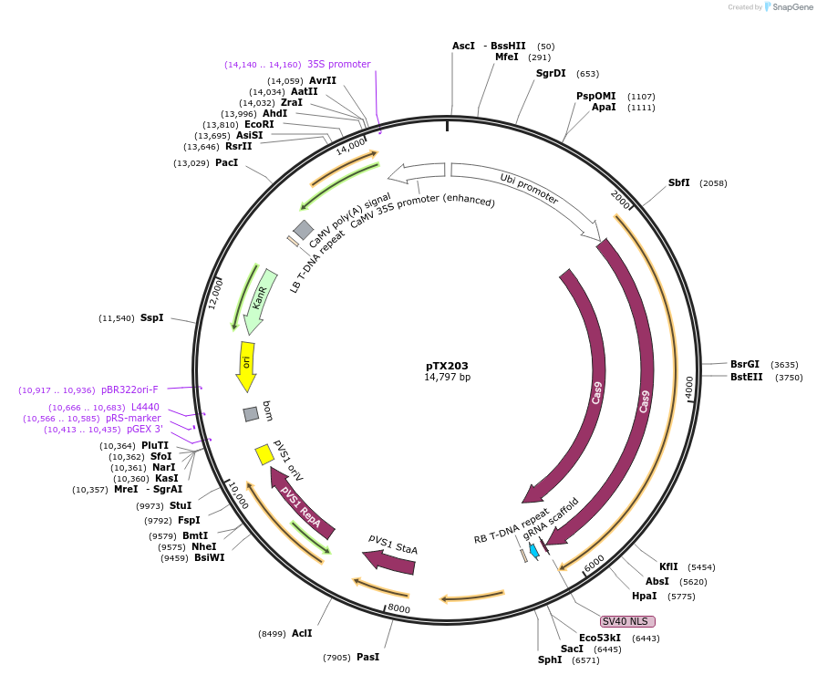 89267-plasmid-map-sequence-id-177894