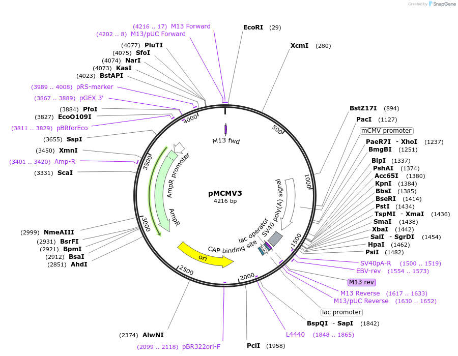 85711-plasmid-map-sequence-id-177907