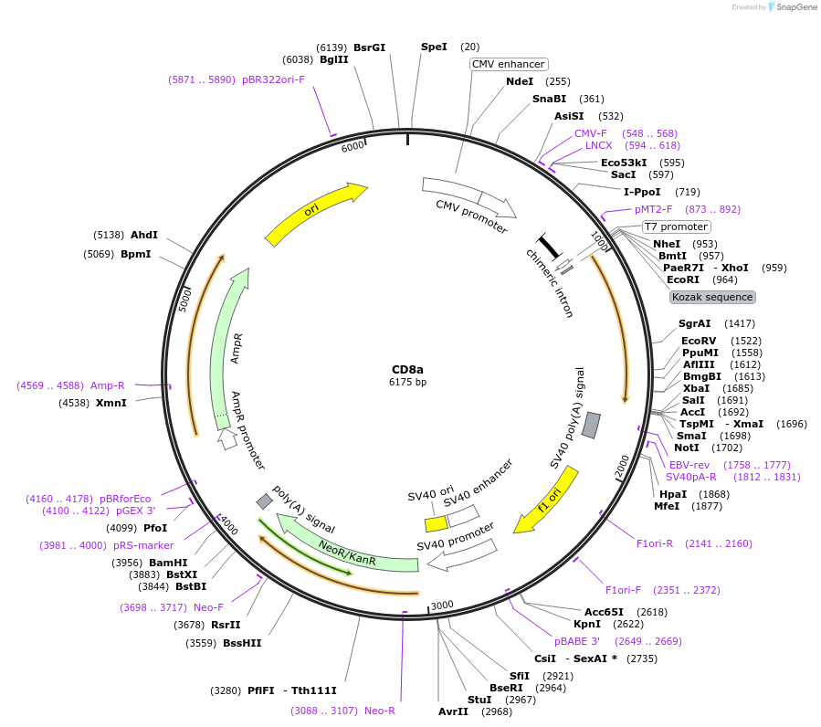86050-plasmid-map-sequence-id-177910