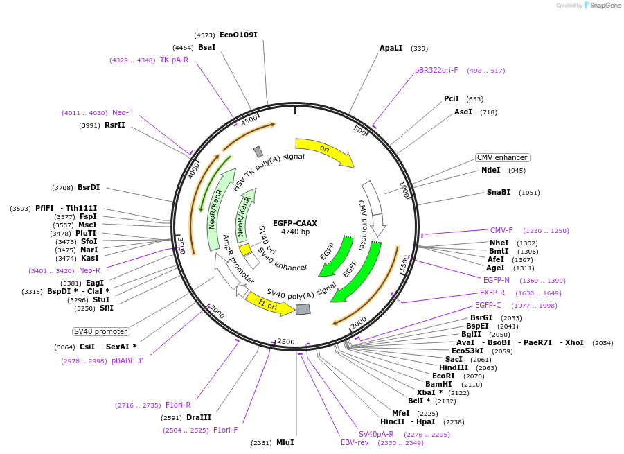 86056-plasmid-map-sequence-id-177924