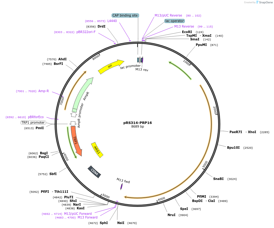 89971-plasmid-map-sequence-id-177957