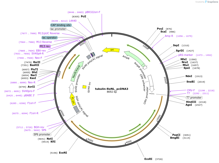 89530-plasmid-map-sequence-id-177962