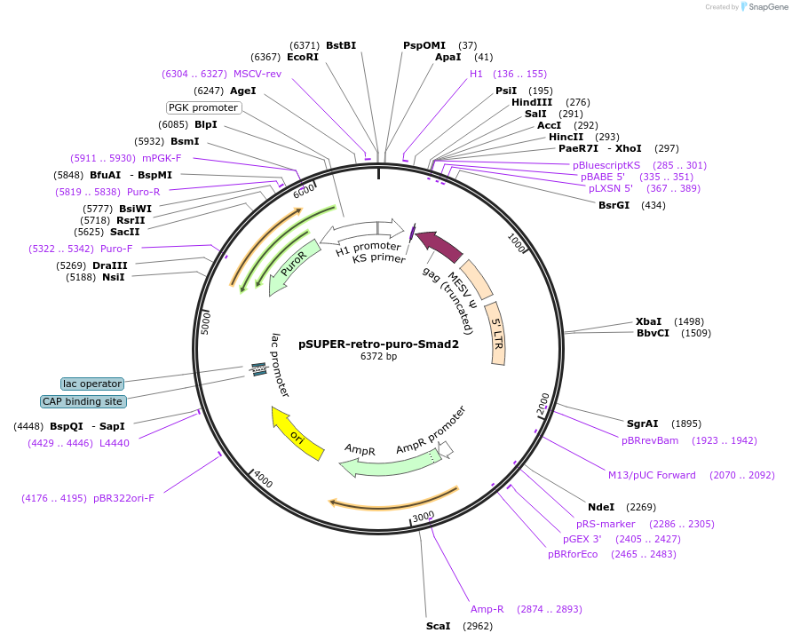 89827-plasmid-map-sequence-id-177968