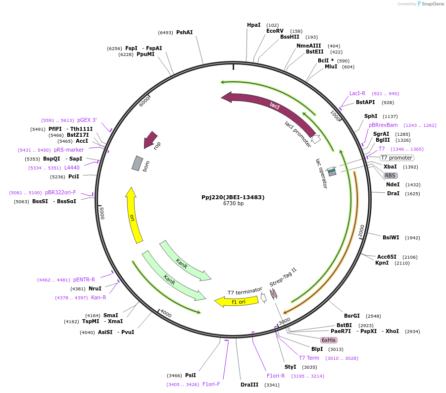 89786-plasmid-map-sequence-id-177976