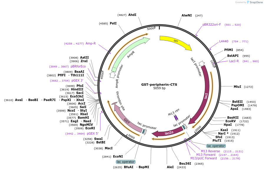 86070-plasmid-map-sequence-id-177981
