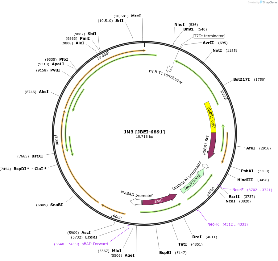 89788-plasmid-map-sequence-id-177988