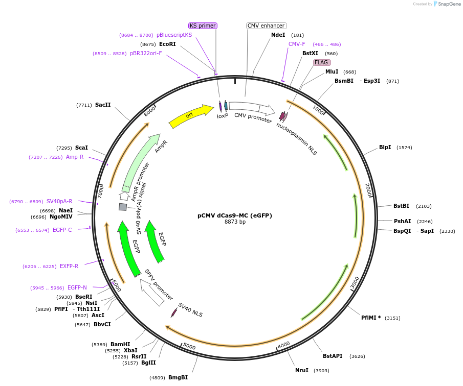 89931-plasmid-map-sequence-id-177995
