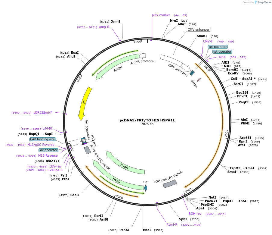 19538-plasmid-map-sequence-id-178030