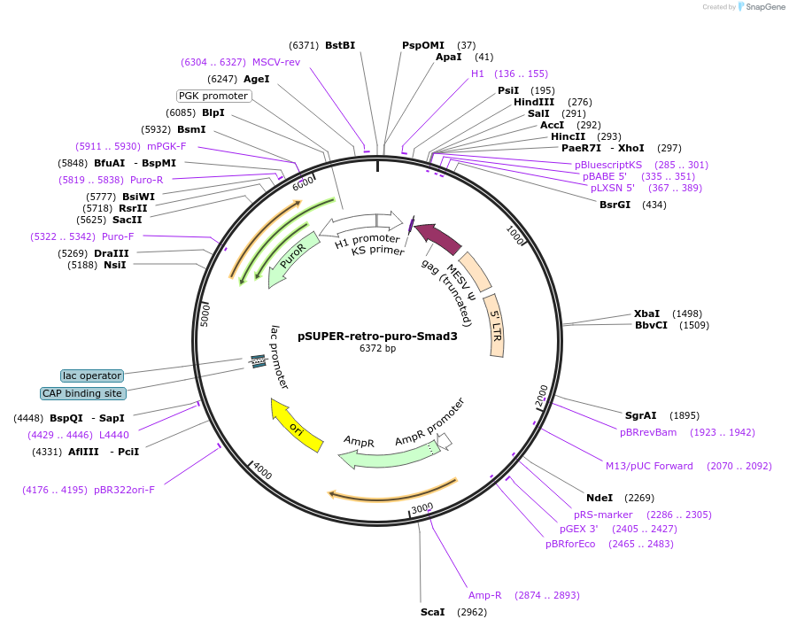 89828-plasmid-map-sequence-id-178032