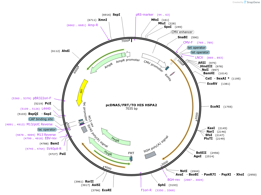19539-plasmid-map-sequence-id-178033