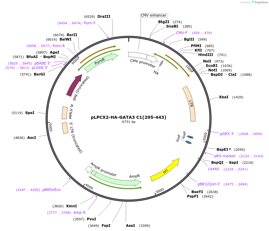90316-plasmid-map-sequence-id-178044