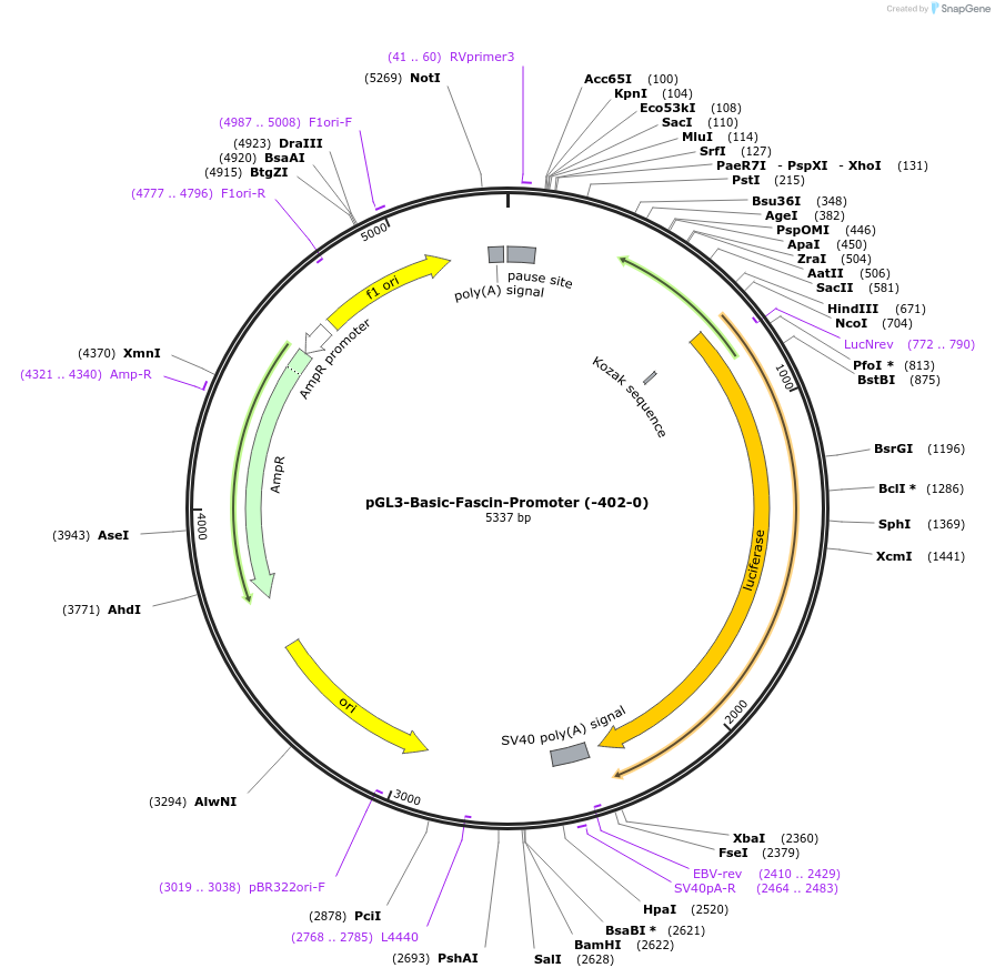 89823-plasmid-map-sequence-id-178045