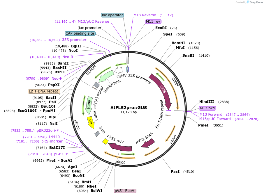 87167-plasmid-map-sequence-id-178055