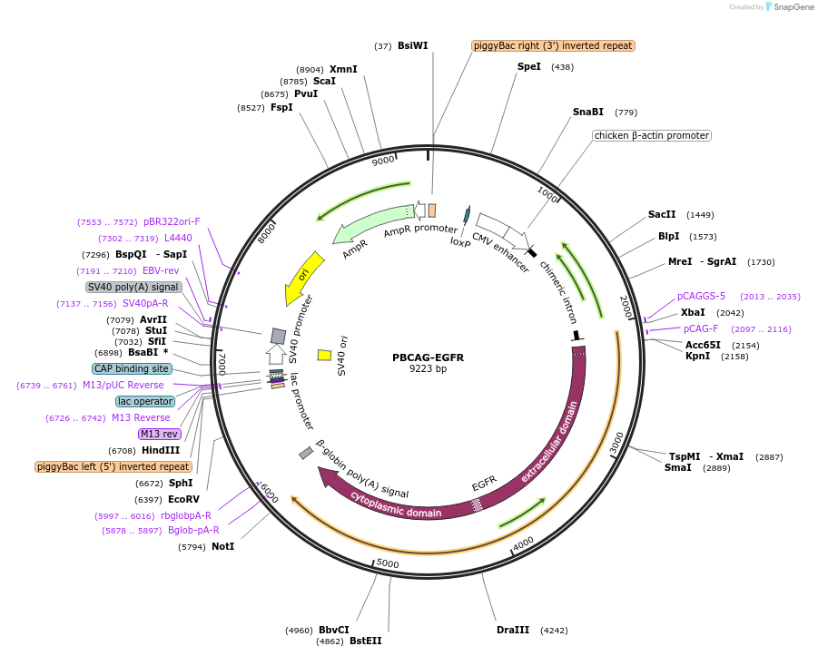 40974-plasmid-map-sequence-id-178071