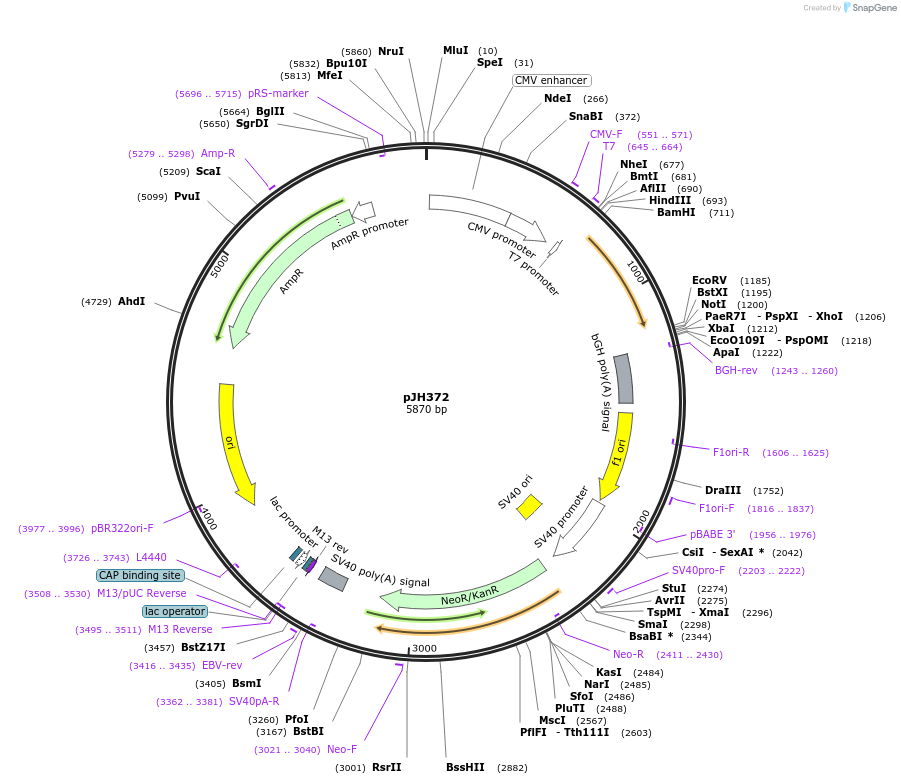 86839-plasmid-map-sequence-id-178072