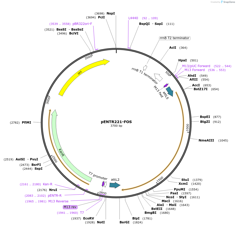 79511-plasmid-map-sequence-id-178077
