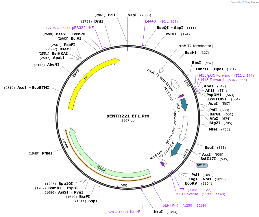 79488-plasmid-map-sequence-id-178079