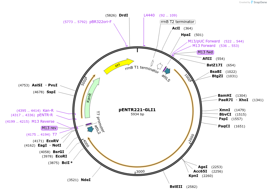 79497-plasmid-map-sequence-id-178085