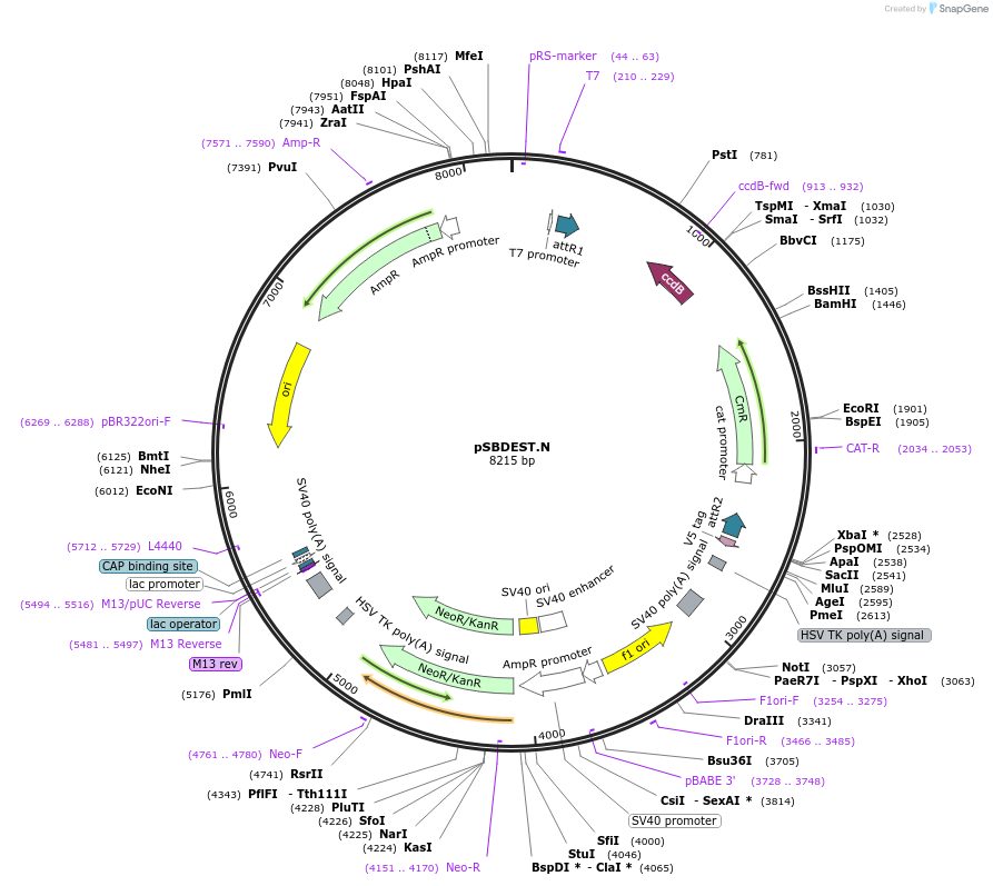 79468-plasmid-map-sequence-id-178087