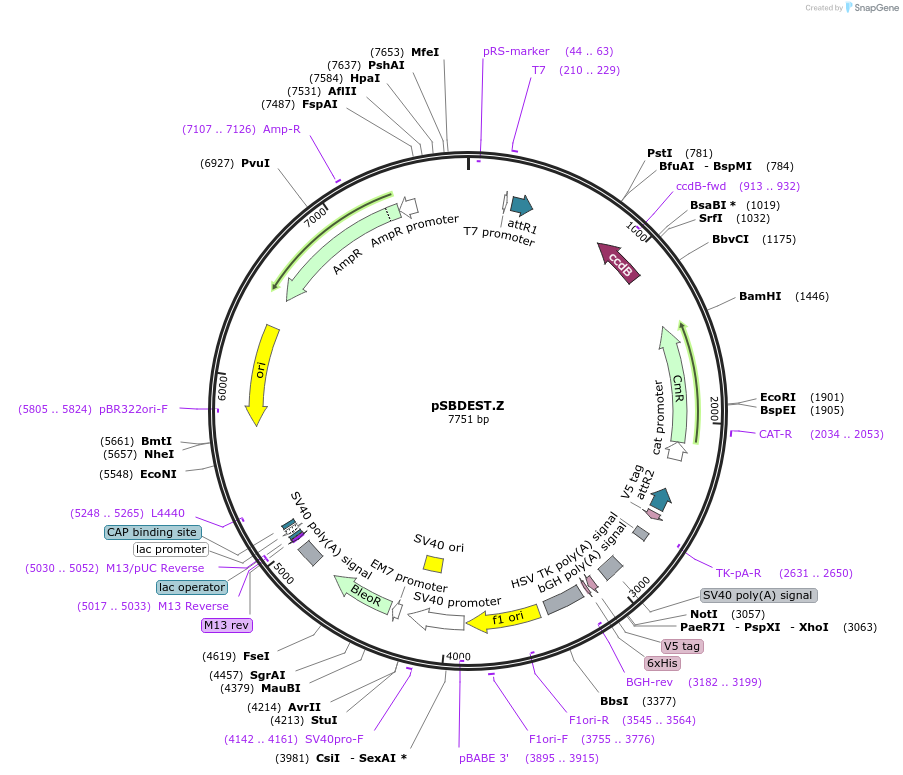 79470-plasmid-map-sequence-id-178090