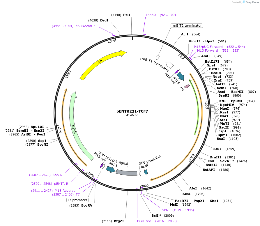 79498-plasmid-map-sequence-id-178094