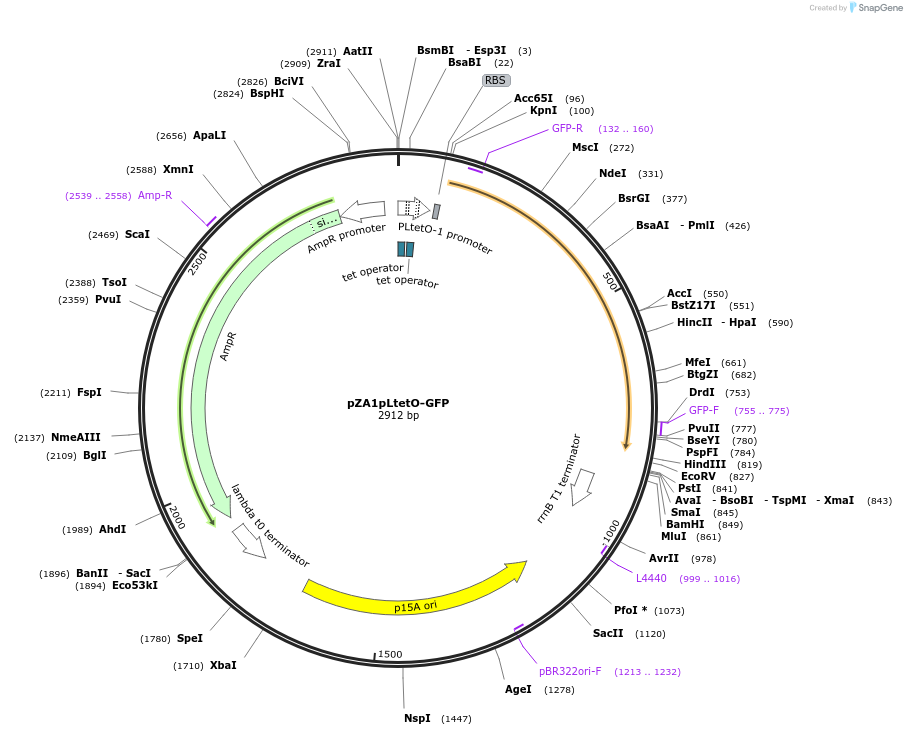 78227-plasmid-map-sequence-id-178104