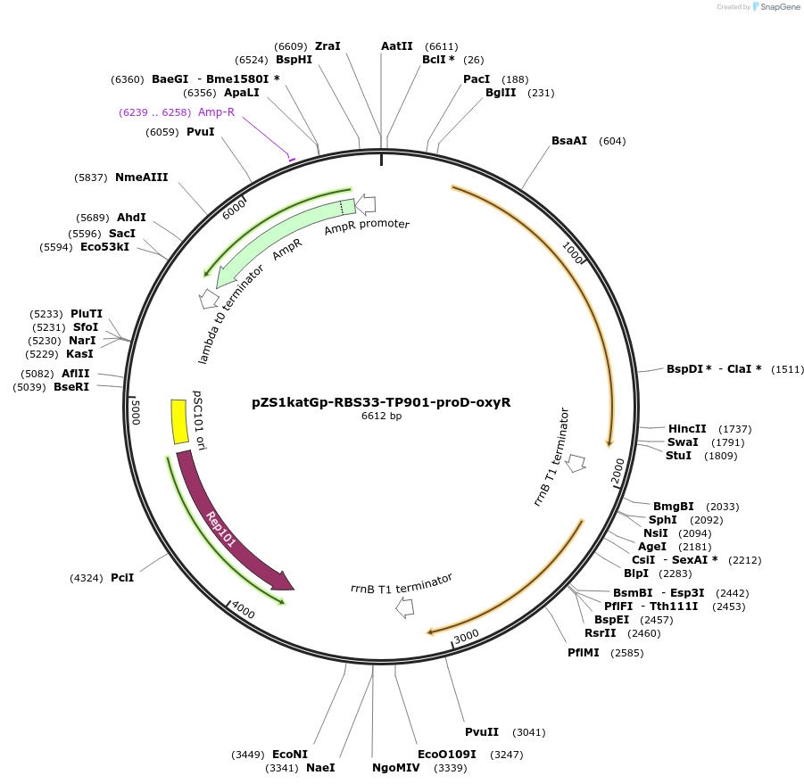 78219-plasmid-map-sequence-id-178105